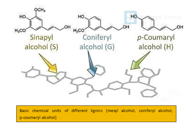 basic chemical units of different lignins (mesyl alcohol, coniferyl alcohol, p coumaryl alcohol)