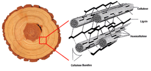 chemical composition of wood