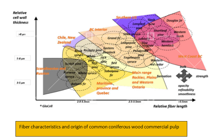 fiber characteristics and origin of common coniferous wood commercial pulp
