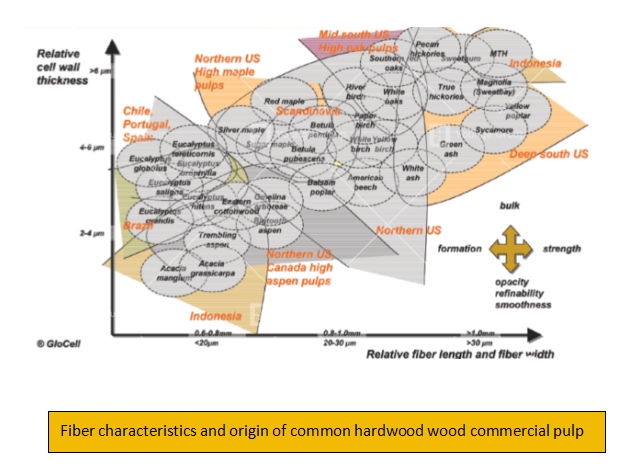 fiber characteristics and origin of common hardwood wood commercial pulp