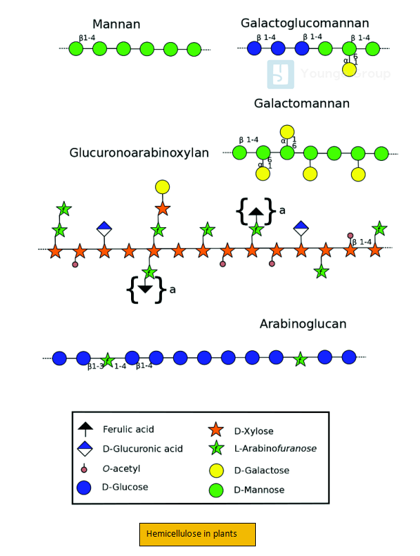 hemicellulose in plants