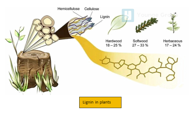 lignin in plants