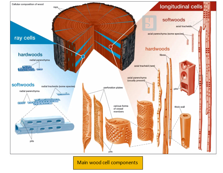 main wood cell components