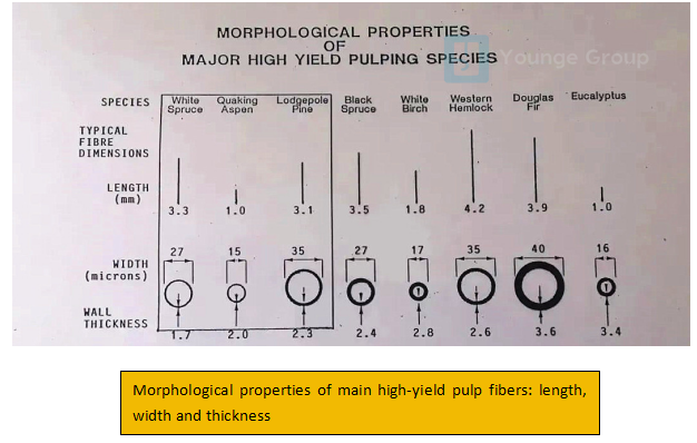 morphological properties of main high yield pulp fibers length width and thickness