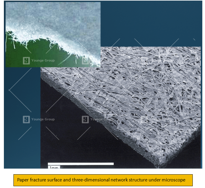 paper fracture surface and three dimensional network structure under microscope