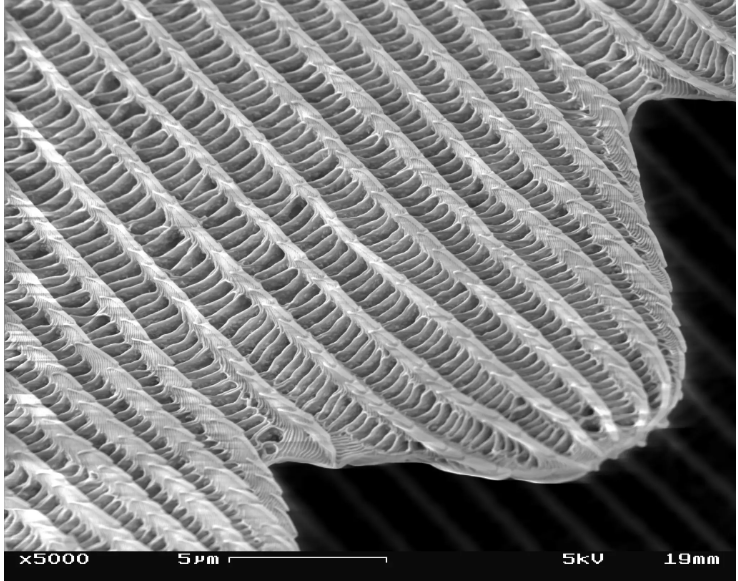 sem image of a peacock butterfly wing 2