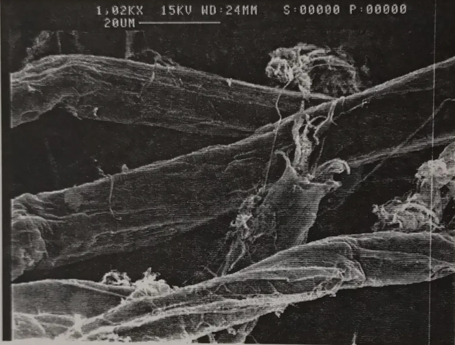 sem image of heavily refined fibers