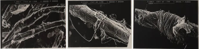 sem image of lightly refined fibers