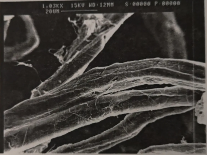sem image of unrefined fiber
