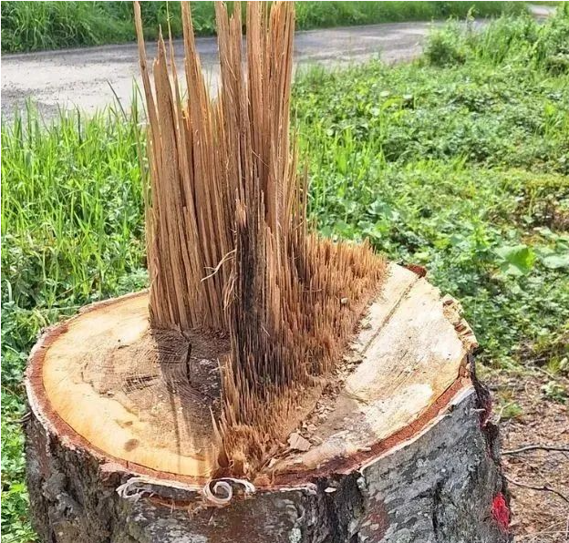 tough breakage of trees