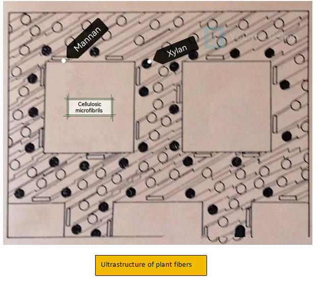 ultrastructure of plant fibers
