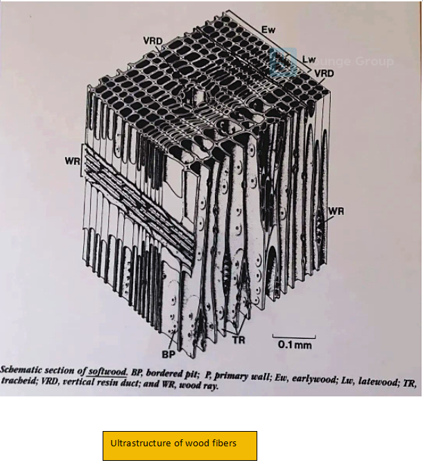 ultrastructure of wood fibers