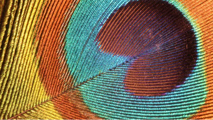 butterflys shimmering wings