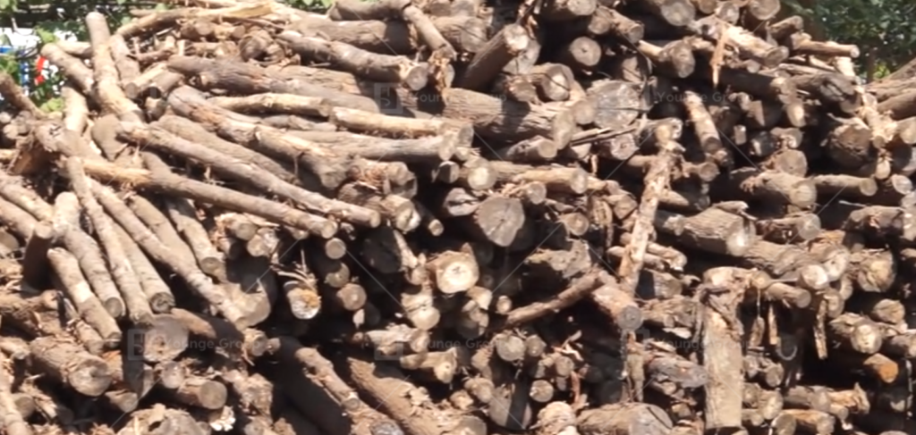 wood logs
