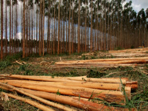eucalyptus plantation in southern bahia
