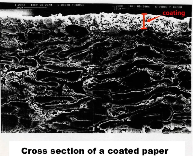 cross section of a coated paper