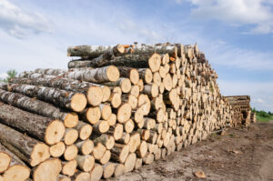 wood fuel stacks and birch logs near forest