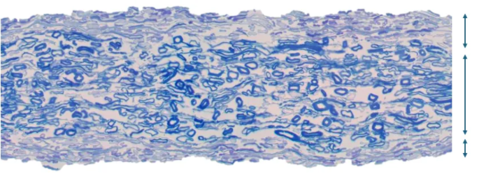 optical microscope image of a cross section of a three-ply paperboard