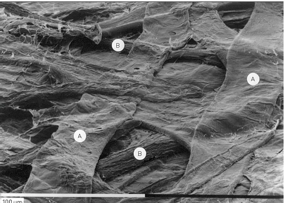 The fibers on the surface of chemical pulp paper form a network by bonding.