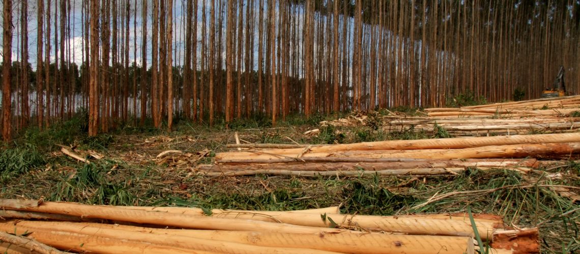 eucalyptus plantation in southern bahia