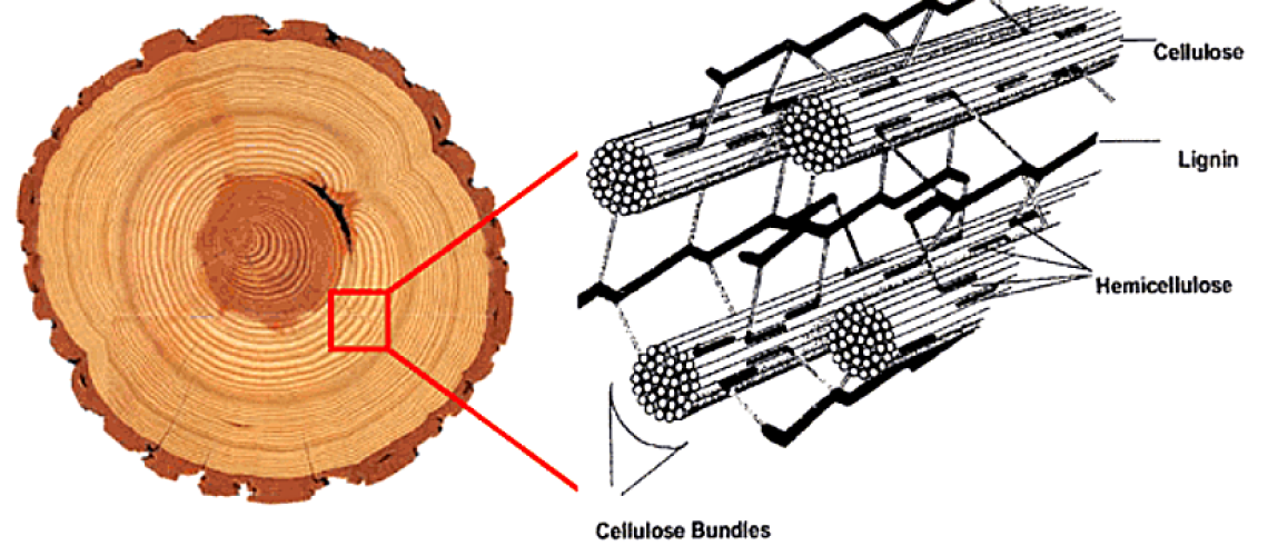 chemical composition of wood chemical composition of wood
