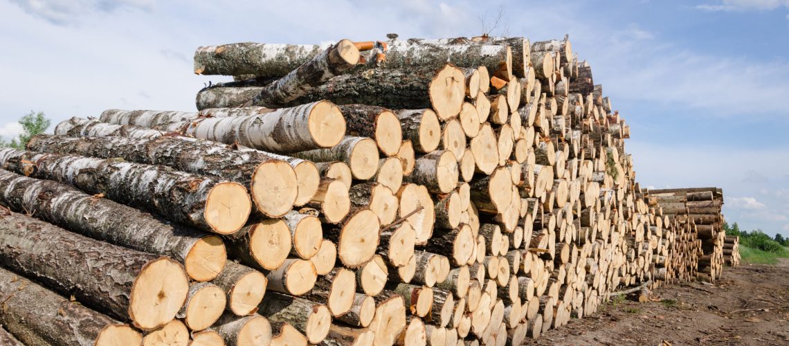 wood fuel stacks and birch logs near forest